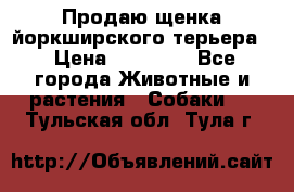 Продаю щенка йоркширского терьера  › Цена ­ 20 000 - Все города Животные и растения » Собаки   . Тульская обл.,Тула г.